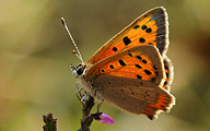 Small Copper (Lycaena phlaeas)